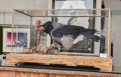Lot 1192 - Taxidermy: A Cased Hooded Crow (Corvus cornix),...