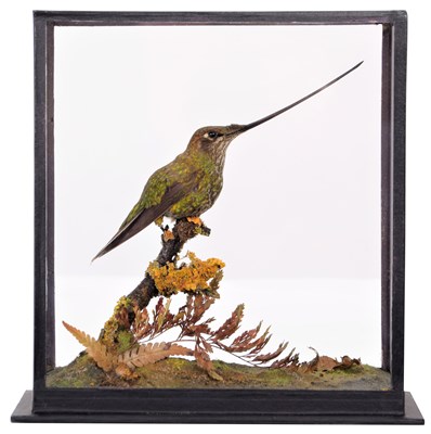 Lot Taxidermy: A Cased Sword-Billed Hummingbird...