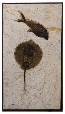 Lot 169 - A Fossil Stingray, Green River, Wyoming, from...