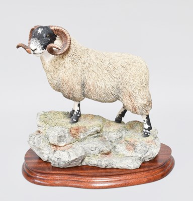 Lot 1050 - Border Fine Arts 'Blackie Tup', model No....