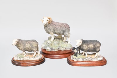 Lot 1055 - Border Fine Arts 'Herdwick Tup', model No....