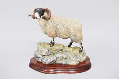 Lot 1051 - Border Fine Arts 'Blackie Tup', model No....