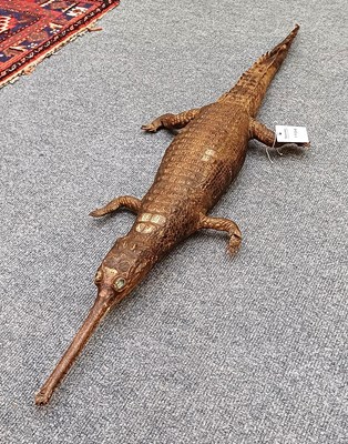 Lot 1194 - Taxidermy: A Late Victorian False Gharial...