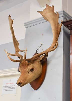 Lot 1200 - Taxidermy: A Late Victorian Fallow Deer...