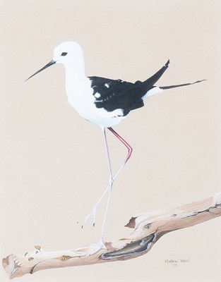 Lot 1037 - Matthew Hillier SWA (b.1958) Black-Winged...
