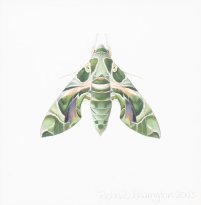 Lot 1035 - Richard Lewington FRES (Contemporary) Oleander...
