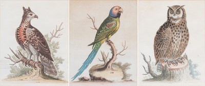 Lot 1051 - After George Edwards (1694-1773) Zebra femina...