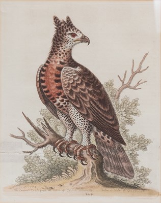 Lot 1025 - After George Edwards (1694-1773) Zebra femina...