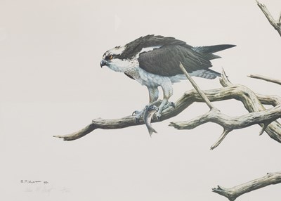 Lot 1211 - Alan M Hunt (b.1947) Osprey with caught fish...
