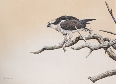 Lot 1110 - Alan M Hunt (b.1947) Osprey with caught fish...