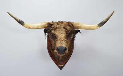 Lot Taxidermy: A Late Victorian Scottish Highland...