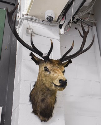 Lot 1189 - Taxiddermy: A Late Victorian Scottish Red Deer...