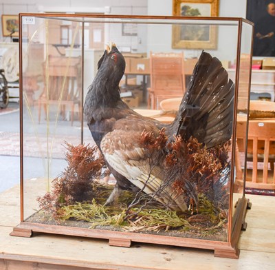 Lot 1193 - Taxidermy: A Large Cased Western Capercaillie...