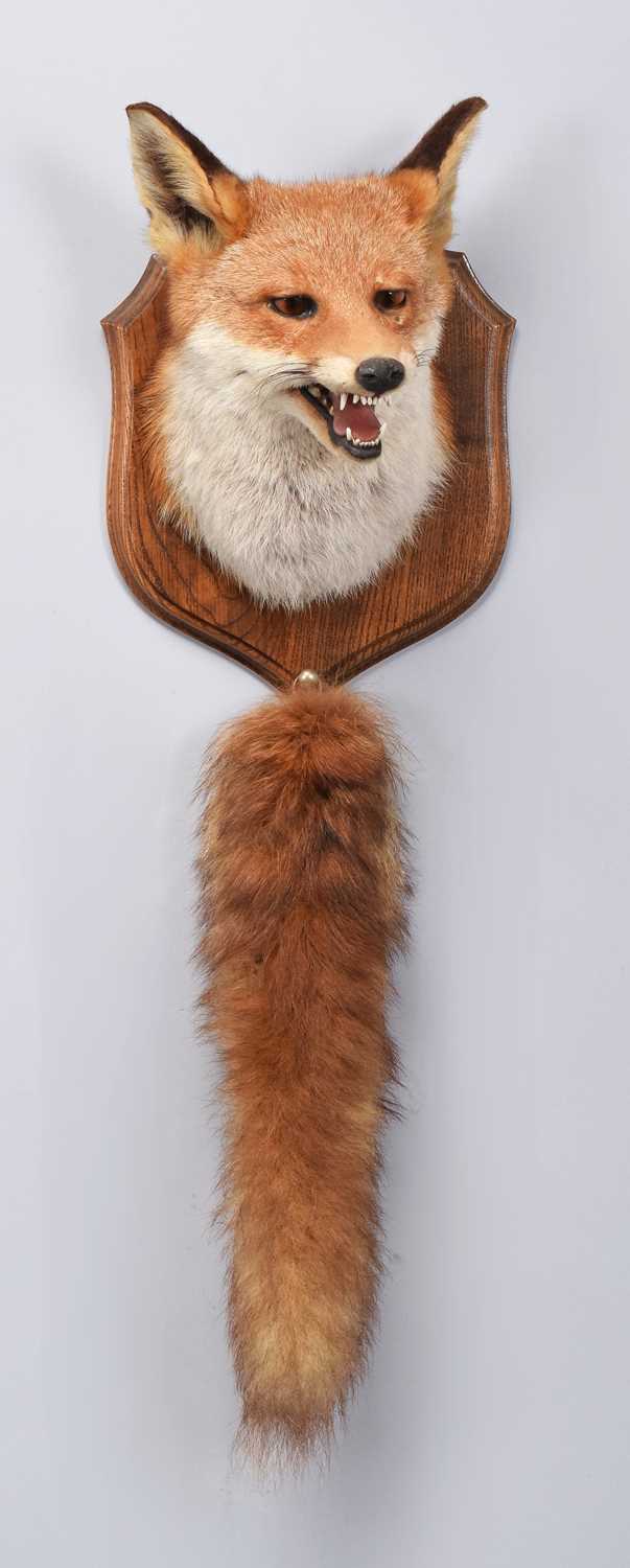Lot 39 - Taxidermy: A European Red Fox Mask (Vulpes...