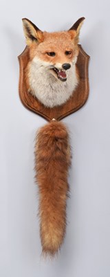 Lot Taxidermy: A European Red Fox Mask (Vulpes...
