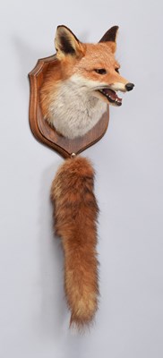 Lot 39 - Taxidermy: A European Red Fox Mask (Vulpes...
