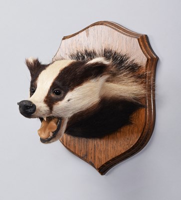 Lot 22 - Taxidermy: European Badger Mask (Meles meles),...