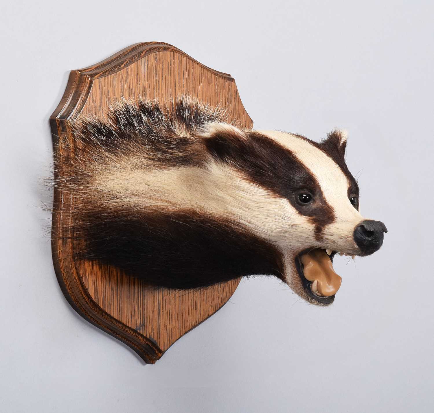 Lot 22 - Taxidermy: European Badger Mask (Meles meles),...