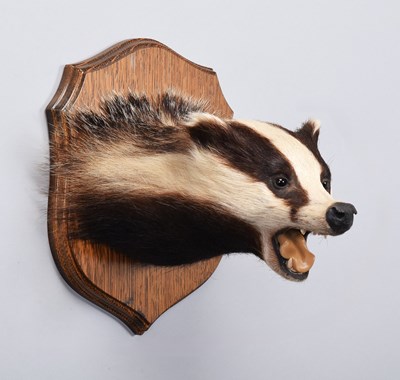 Lot Taxidermy: European Badger Mask (Meles meles),...