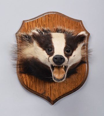 Lot 22 - Taxidermy: European Badger Mask (Meles meles),...