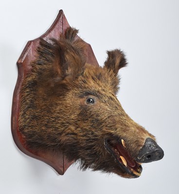 Lot 1202 - Taxidermy: European Wildboar (Sus scrofa),...
