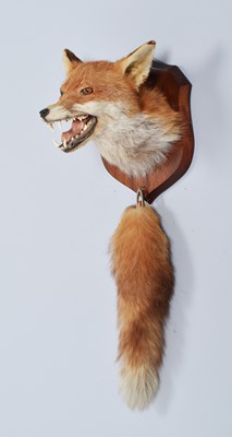 Lot 1201 - Taxidermy: Red Fox Mask (Vulpes vulpes), late...