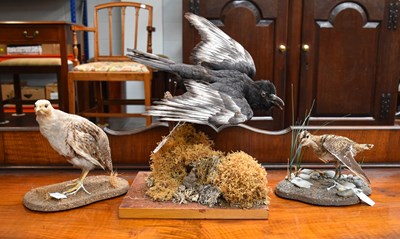 Lot 1207 - Taxidermy: A Leucistic Crow, Common Snipe and...
