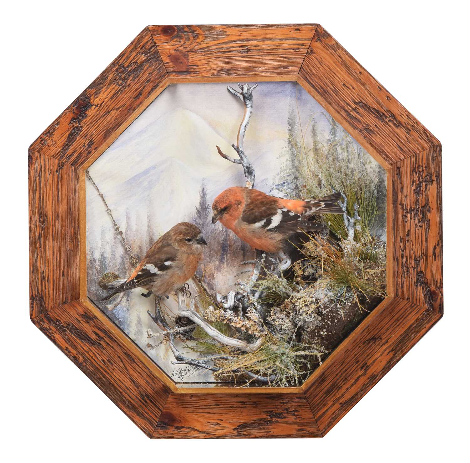 Lot 11 - Taxidermy: A Pair of Wall Cased Two-Barred...