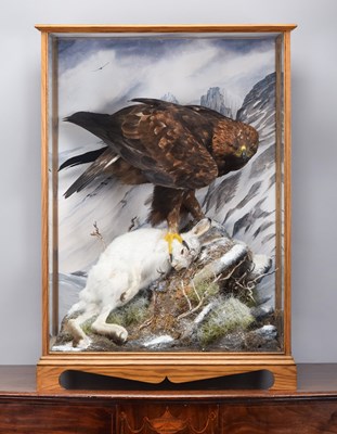 Lot Taxidermy: A Large Cased Golden Eagle (Aquila...