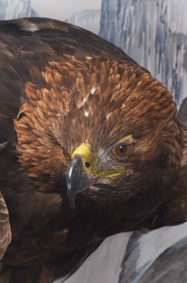 Lot 12 - Taxidermy: A Large Cased Golden Eagle (Aquila...
