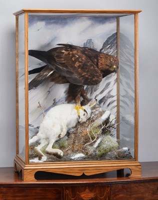 Lot 12 - Taxidermy: A Large Cased Golden Eagle (Aquila...