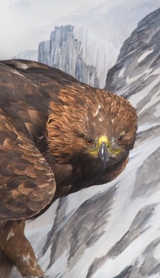 Lot 12 - Taxidermy: A Large Cased Golden Eagle (Aquila...