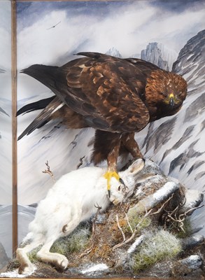 Lot 12 - Taxidermy: A Large Cased Golden Eagle (Aquila...