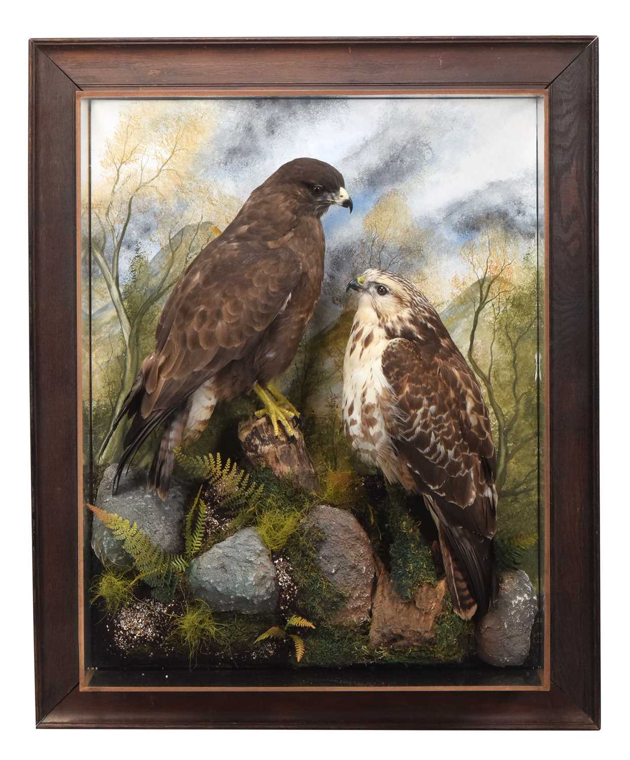 Lot 3 - Taxidermy: A Pair of Wall Cased Common...