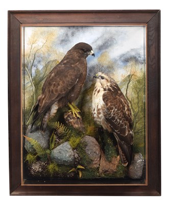 Lot Taxidermy: A Pair of Wall Cased Common...