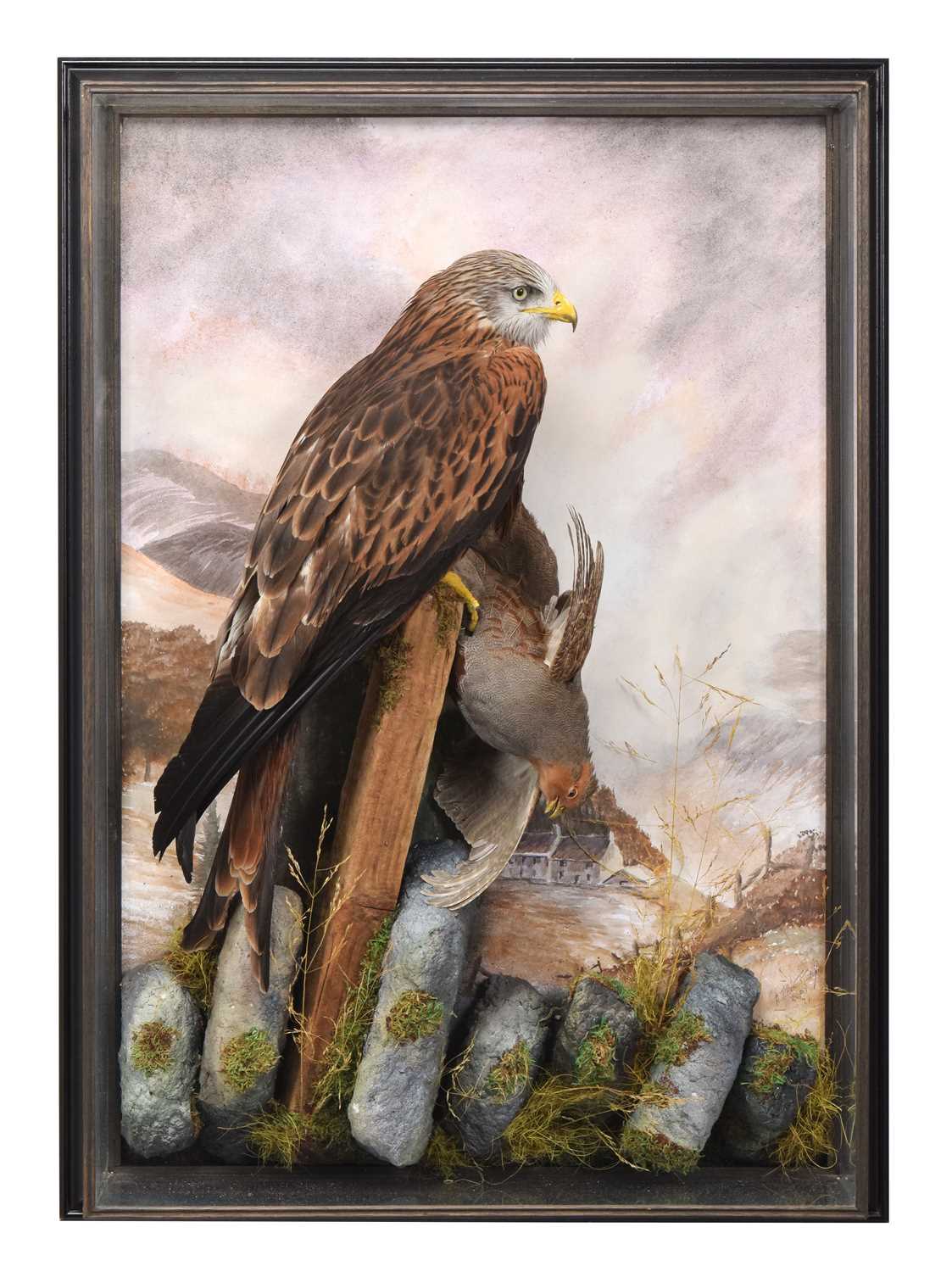 Lot 10 - Taxidermy: A Wall Cased Red Kite (Milvus...