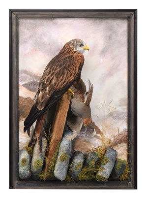 Lot Taxidermy: A Wall Cased Red Kite (Milvus...