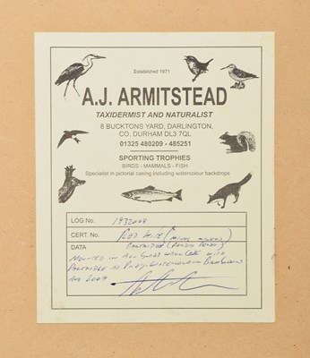 Lot 10 - Taxidermy: A Wall Cased Red Kite (Milvus...