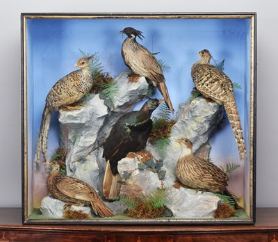 Lot Taxidermy: A Large Late Victorian Diorama of...