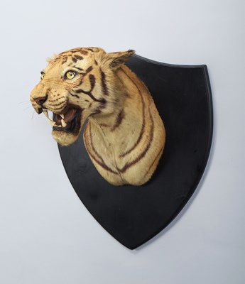 Lot Taxidermy: Bengal Tiger (Panthera tigris...