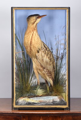 Lot Taxidermy: A Cased Eurasian Bittern (Botaurus...