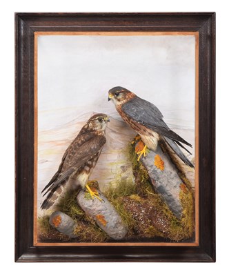 Lot Taxidermy: A Wall Cased Pair of Merlins (Falco...