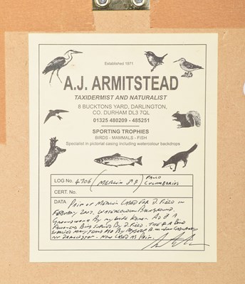 Lot 2 - Taxidermy: A Wall Cased Pair of Merlins (Falco...