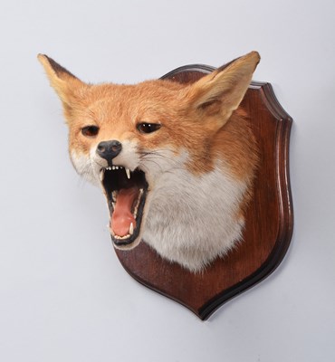 Lot Taxidermy: European Red Fox Mask (Vulpes...