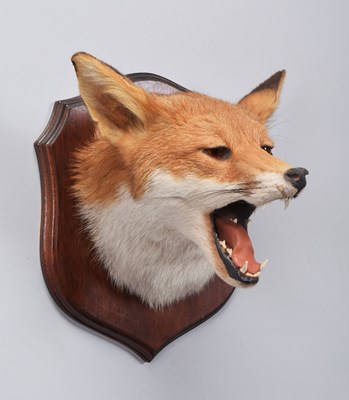 Lot 8 - Taxidermy: European Red Fox Mask (Vulpes...