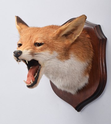 Lot 8 - Taxidermy: European Red Fox Mask (Vulpes...