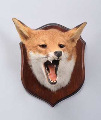 Lot 8 - Taxidermy: European Red Fox Mask (Vulpes...