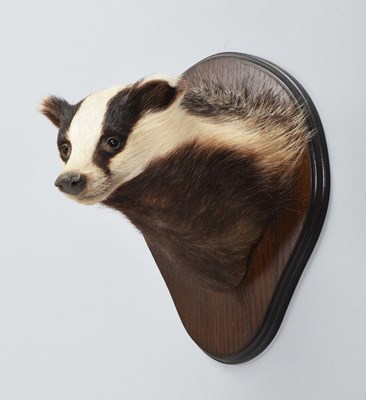 Lot Taxidermy: European Badger Mask (Meles meles),...