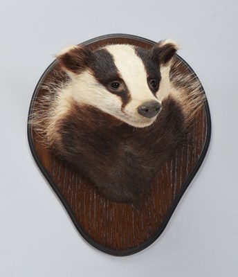 Lot 4 - Taxidermy: European Badger Mask (Meles meles),...
