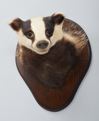 Lot 4 - Taxidermy: European Badger Mask (Meles meles),...